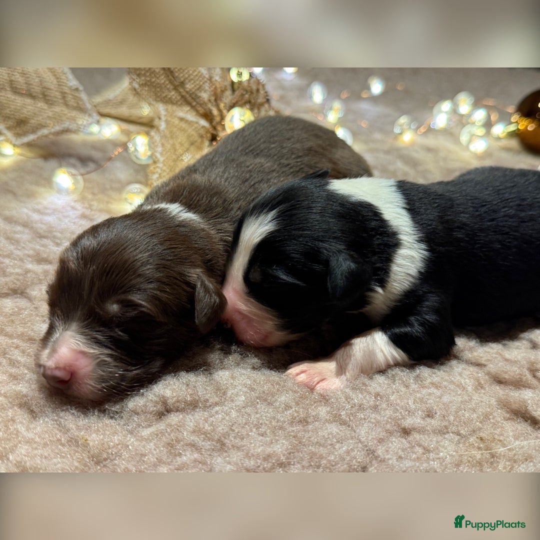 Australian Shepherd honden te koop: Prachtig nestje raszuivere Australian Shepherds - Advertentie 5