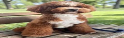 Poedel Toy honden ter dekking:  toy/dwerg poedel dekreutjes met fci stamboom - Advertentie 5