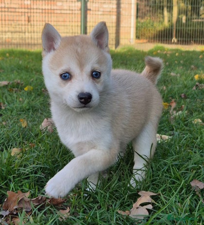 Kruising honden - Advertentie 4