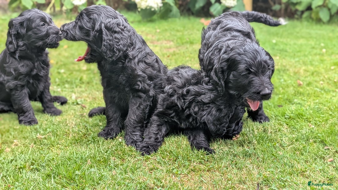 Goldendoodle honden te koop: Golden doodle pups te koop - Afbeelding 7