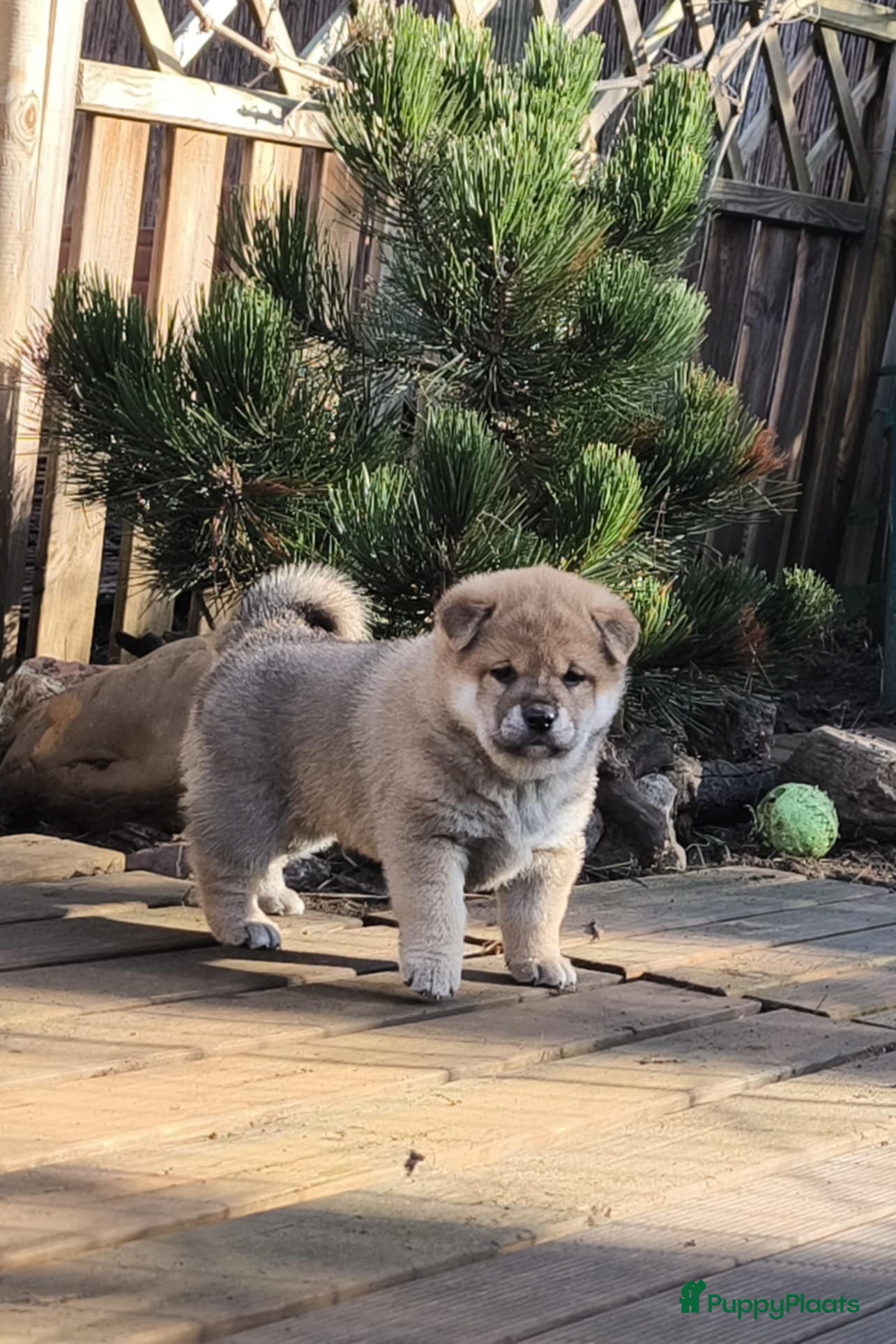Shiba honden Shiba Inu pups met stamboom en gezondheidstesten - Advertentie 1