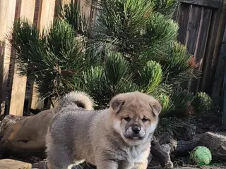 Shiba honden Shiba Inu pups met stamboom en gezondheidstesten - Advertentie 1