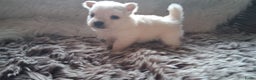 Pomchi honden te koop: Prachtige pomeriaan x pomchi's pups  - Advertentie 9