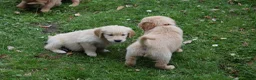 Golden Retriever honden te koop: Golden Retriever pups met stamboom - Advertentie 4