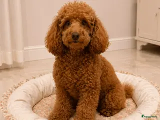 Poedel Toy honden Kleine Poedel pupjes - Advertentie 2