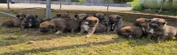 Kruising honden te koop: Heerlijke relaxed Border Collie x Mechelse Herder  - Advertentie 10
