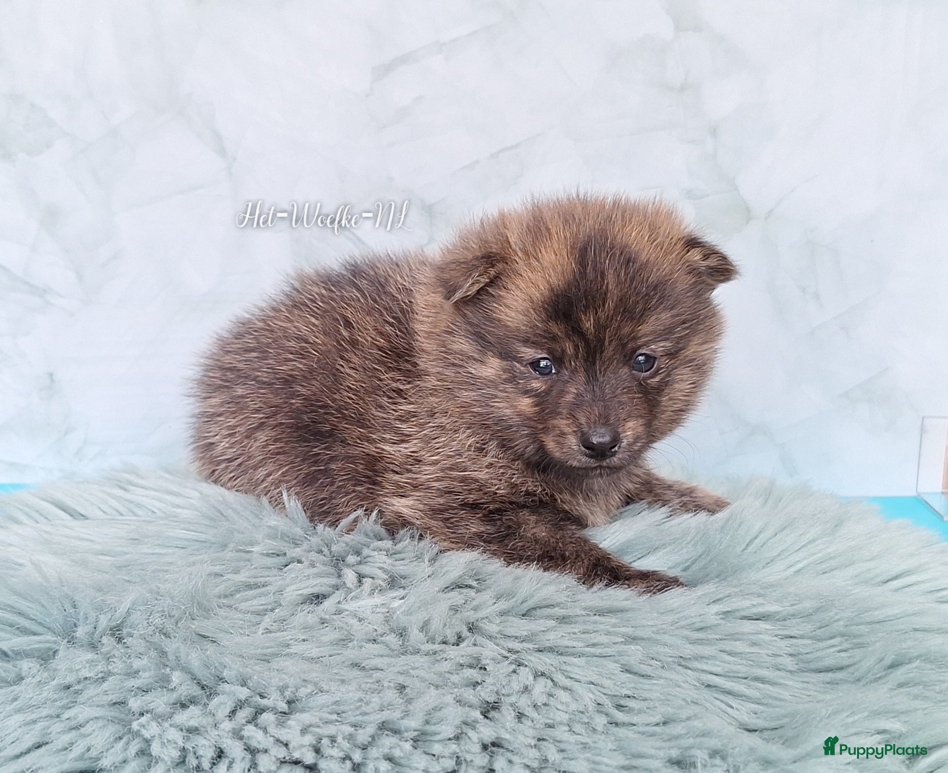Pomsky honden te koop: Mars 💙 F1b pomsky reutje - Advertentie 7