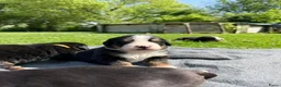 Berner Sennenhond honden te koop: Berner sennen pups met stamboom - Advertentie 6