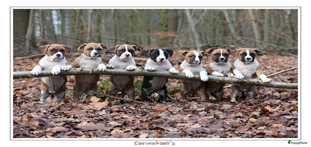 Galerij afbeelding {{count}}