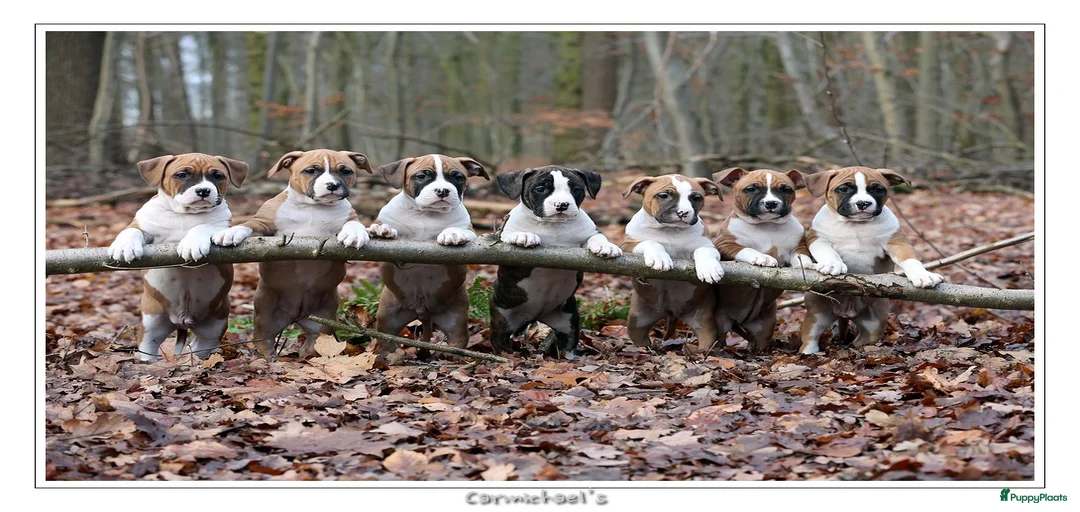 Galerij afbeelding {{count}}