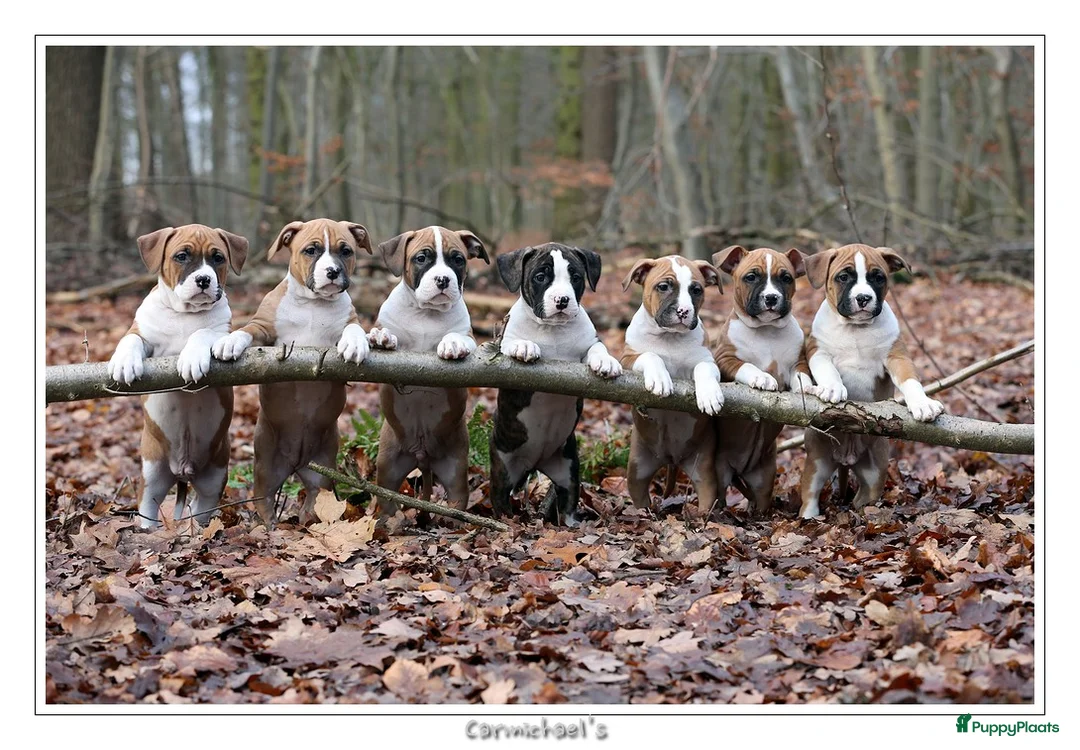 Galerij afbeelding {{count}}