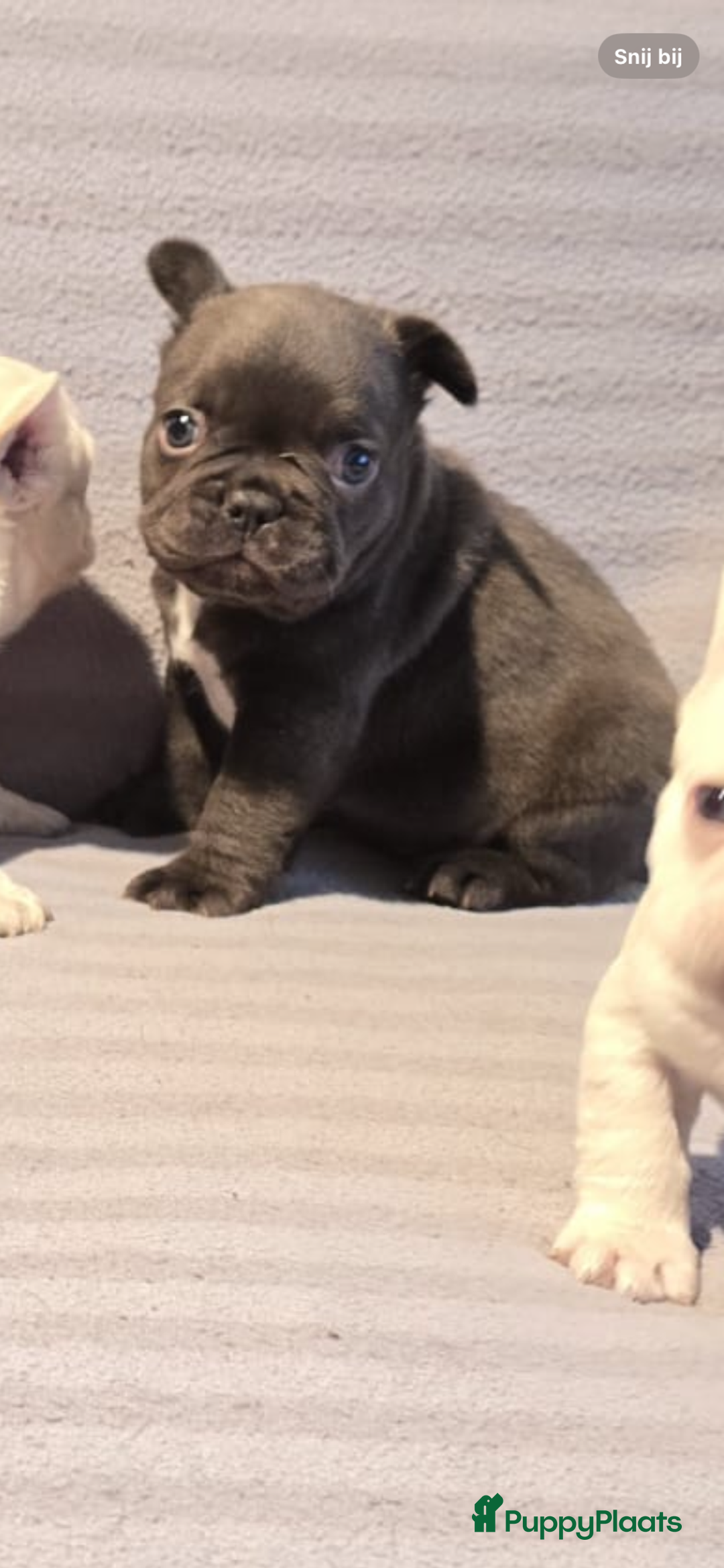Franse Bulldog honden te koop: Knappe Franse buldogs enkele fluffy  - Advertentie 17