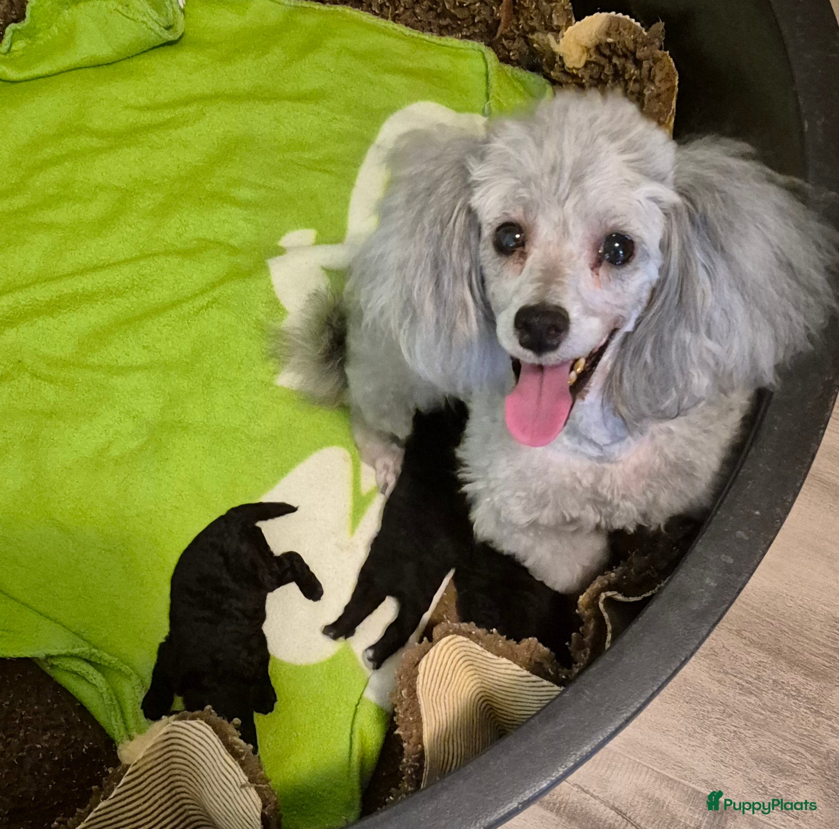 Dwergpoedel honden Mooie zwarte dwergpoedel pups - Advertentie 8