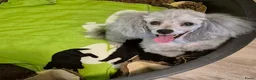 Dwergpoedel honden te koop: Mooie zwarte dwergpoedel pups - Advertentie 1