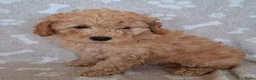 Dwergpoedel honden te koop: Super lieve dwergpoedel pup zoekt gouden mandje - Advertentie 12