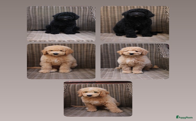 Goldendoodle honden - Advertentie 4