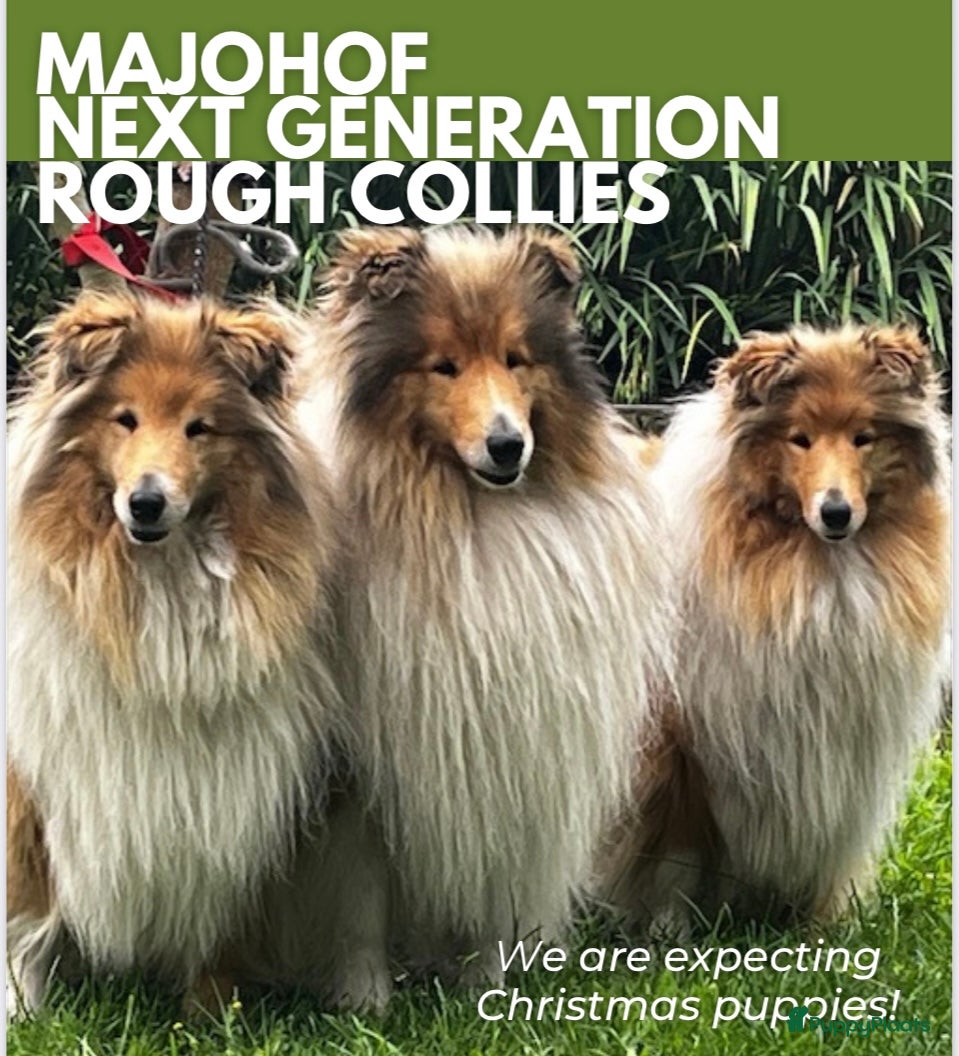 Schotse Herdershond langhaar honden Mooie Schotse Herder pups - Advertentie 1