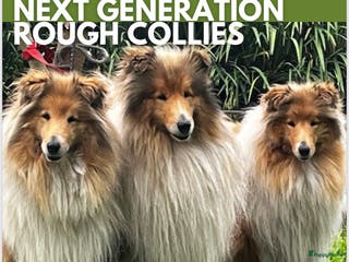 Schotse Herdershond langhaar honden Mooie Schotse Herder pups - Advertentie 3