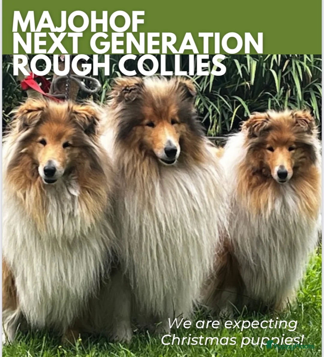 Schotse Herdershond langhaar honden te koop: Mooie Schotse Herder pups - Advertentie 1