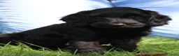Cockapoo honden te koop: Knappe Cockapoo pups - Advertentie 10