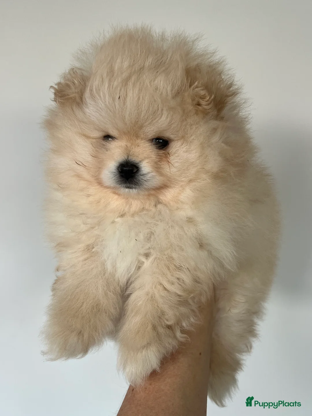 Pomeriaan honden te koop: Pomeriaan Reu - Advertentie 1