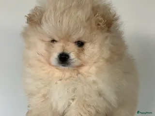 Pomeriaan honden Pomeriaan Reu - Advertentie 2