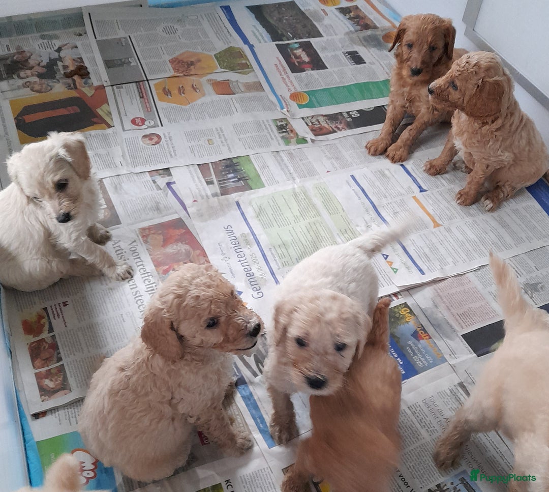 Labradoodle honden te koop: Labradoodle pups - Afbeelding 4