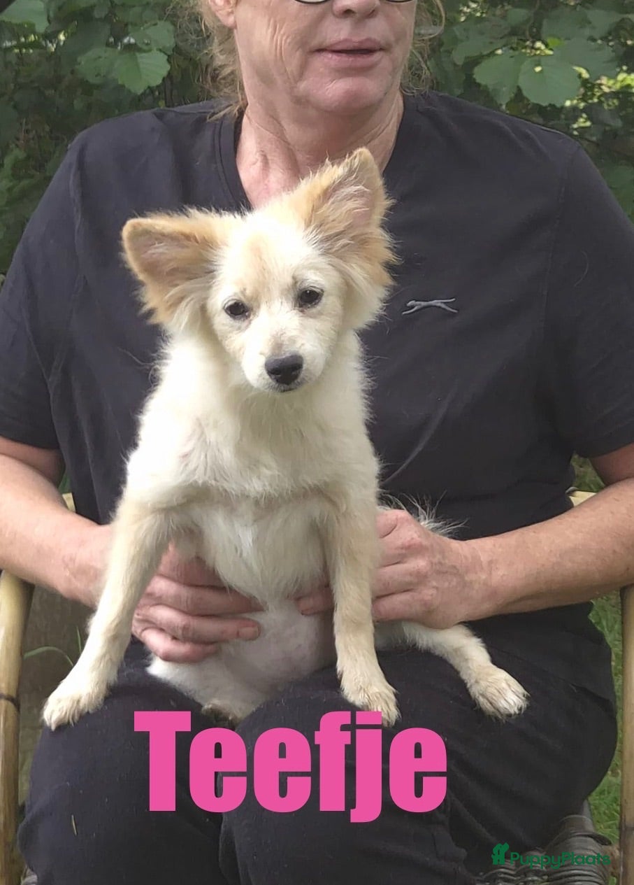 Kruising honden 6 Prachtige BooPom’s, 4 meiden🎀 2 jongens🧢 - Advertentie 1