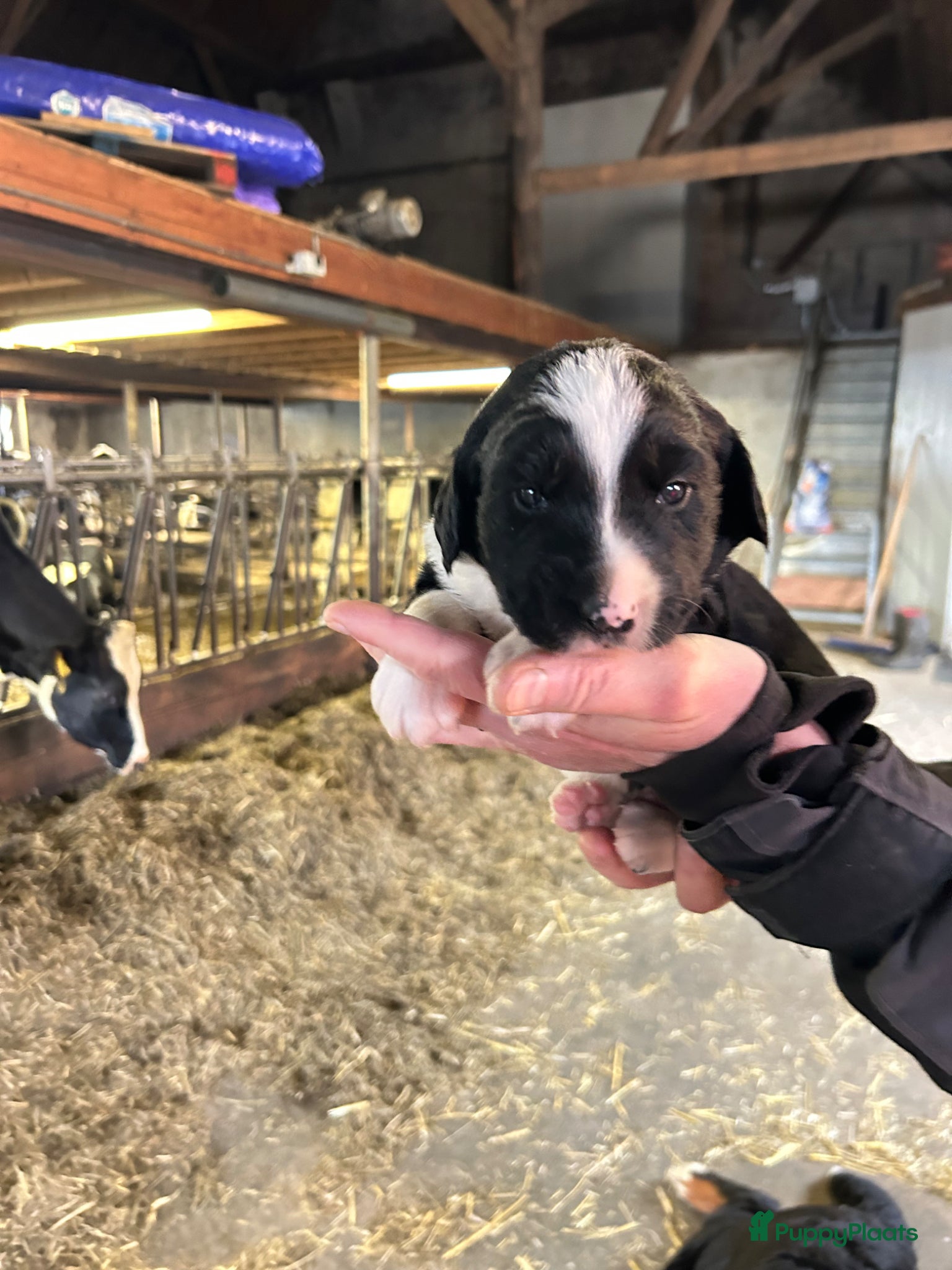 Kruising honden Kruising Berner Sennen x Friese stabij - Advertentie 2