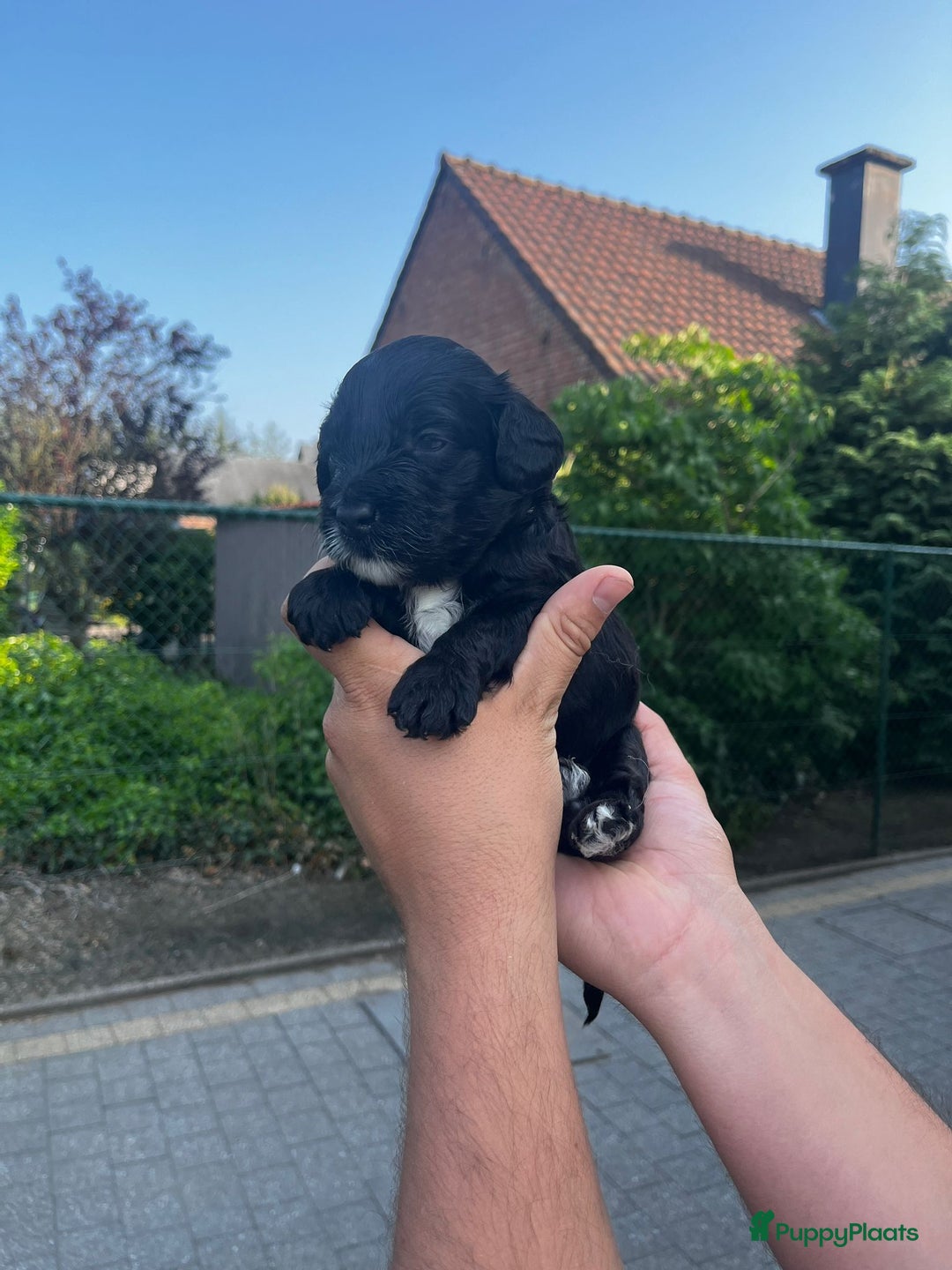 Labradoodle honden te koop: Prachtige medium labradoodle pups - Afbeelding 9
