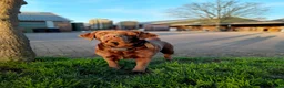 Labrador Retriever honden te koop: Raszuivere bruine labrador pups  - Advertentie 2