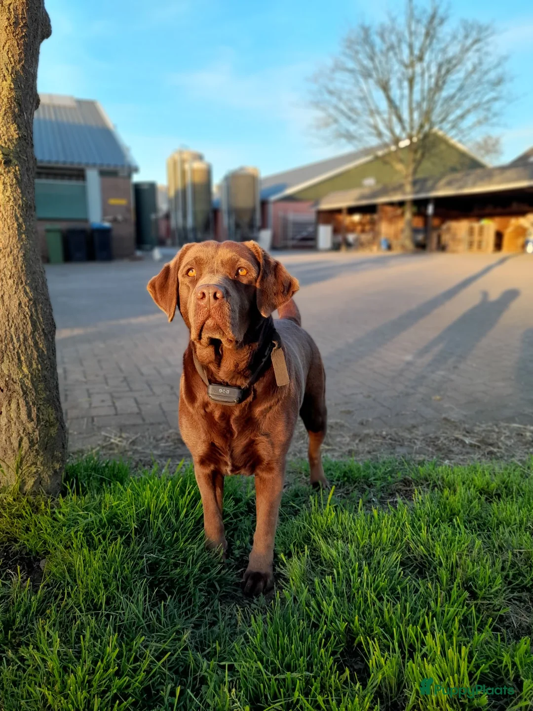 Labrador Retriever honden te koop: Raszuivere bruine labrador pups  - Advertentie 2