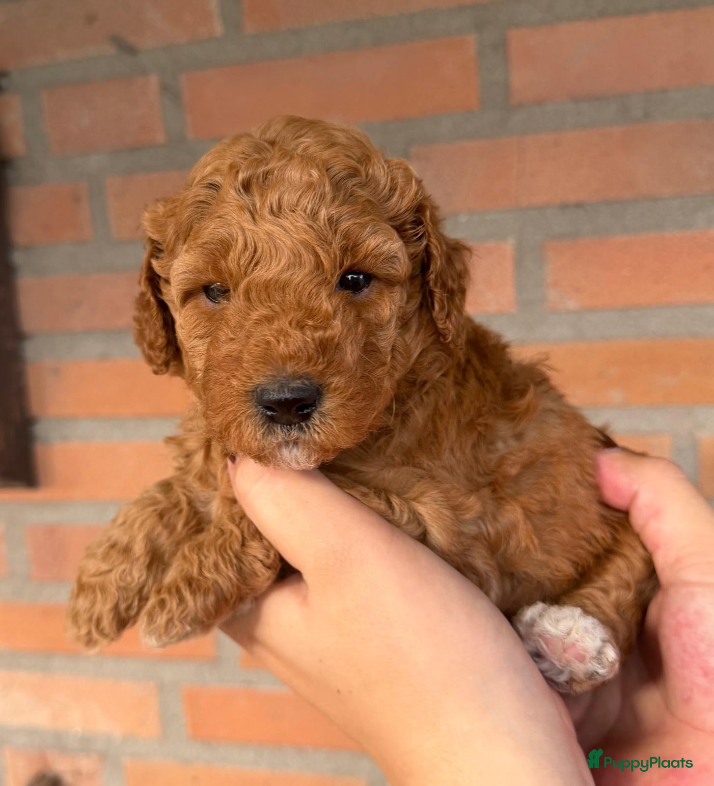 Labradoodle honden te koop: Labradoodle pups  - Advertentie 2