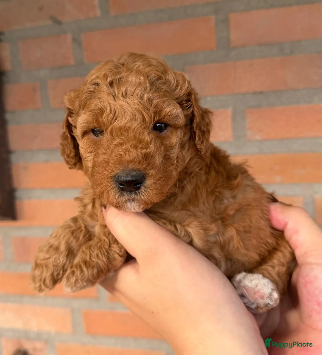Labradoodle honden te koop: Labradoodle pups  - Advertentie 2
