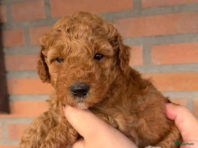 Labradoodle honden te koop: Labradoodle pups - Advertentie 2