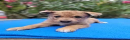 Kruising honden te koop: Puppy's Mechelse Herder X Australian Shepherd  - Advertentie 8