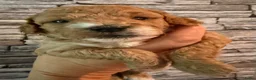 Australian Labradoodle honden te koop: Sproodle pups F1BB multigen  - Advertentie 7