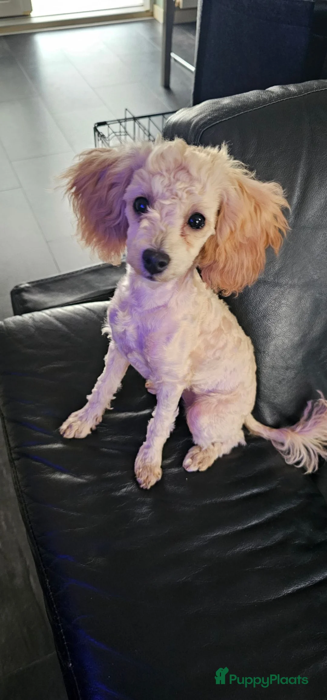 Poedel Toy honden te koop: Toypoedel vrouwtje - Advertentie 1