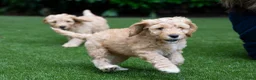 Australian Labradoodle honden te koop: Medium Australian Labradoodle puppy's - Advertentie 5