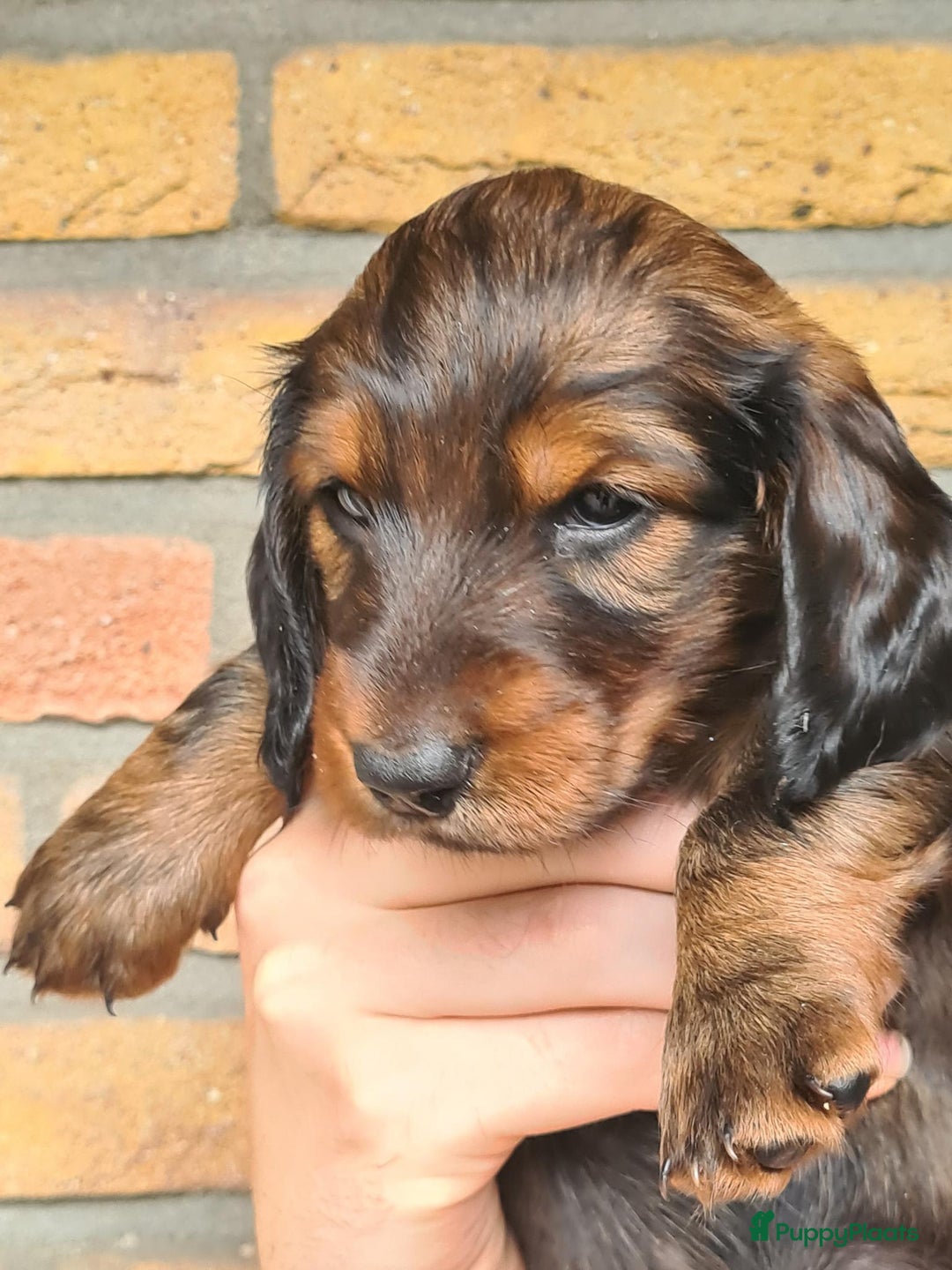 Teckel (langhaar) honden te koop: Eén pup beschikbaar Standaard langhaar teckel pups - Advertentie 14