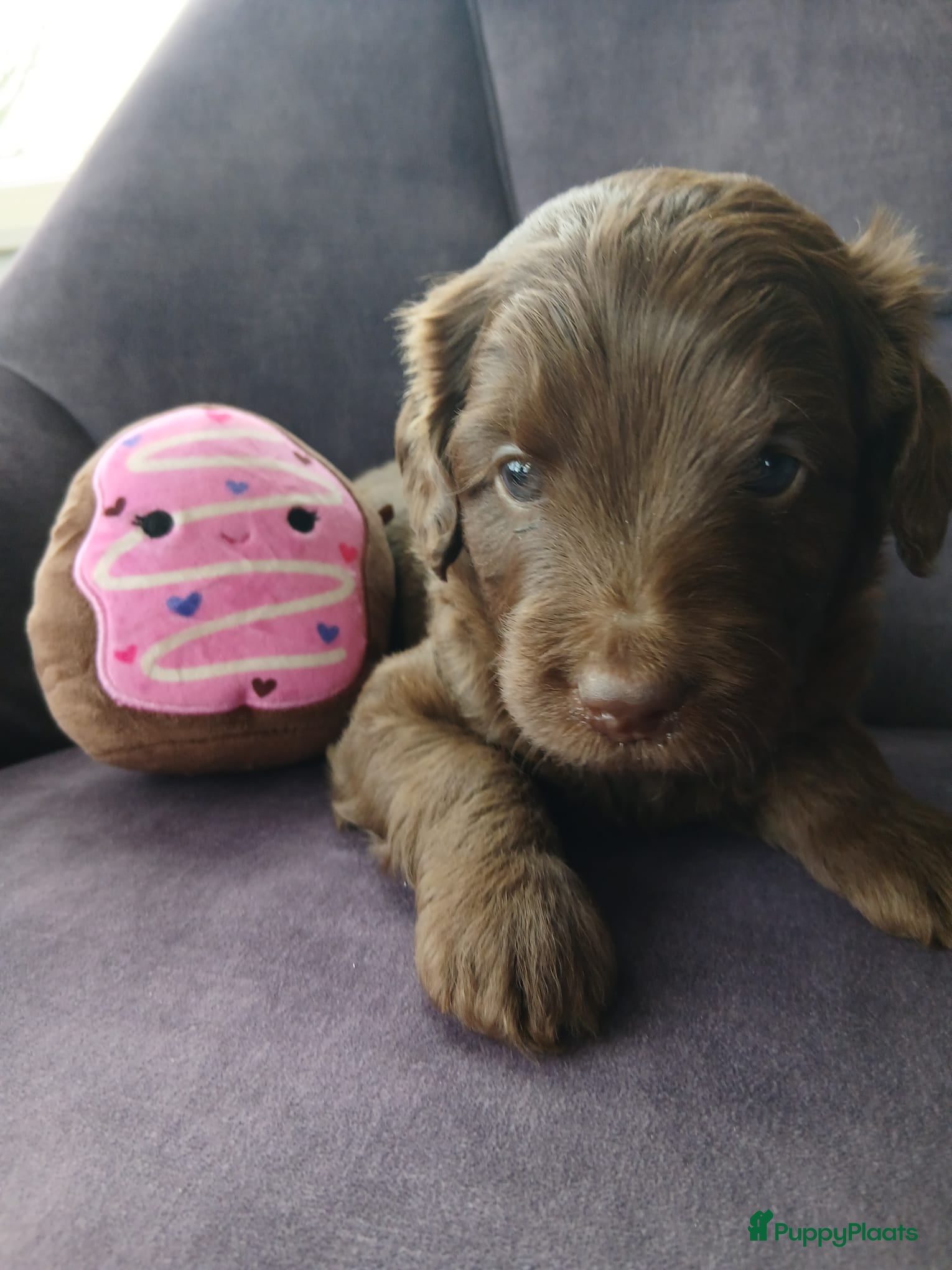 Labradoodle honden Labradoodle pups mini/medium, liggen in woonkamer - Advertentie 8