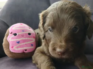 Labradoodle honden Labradoodle pups mini/medium, liggen in woonkamer - Advertentie 8