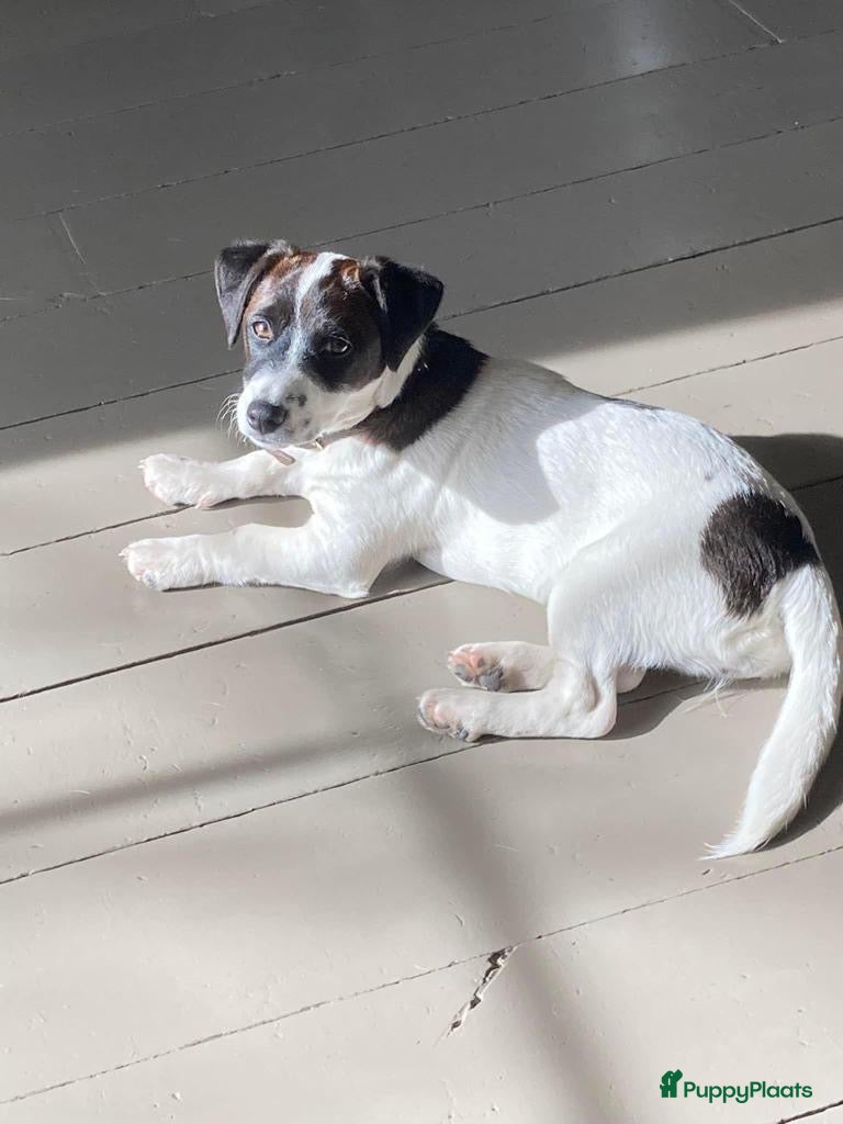 Jack Russel Terriër honden Laagbenige kortharige Jack Russell pups geboren - Advertentie 2