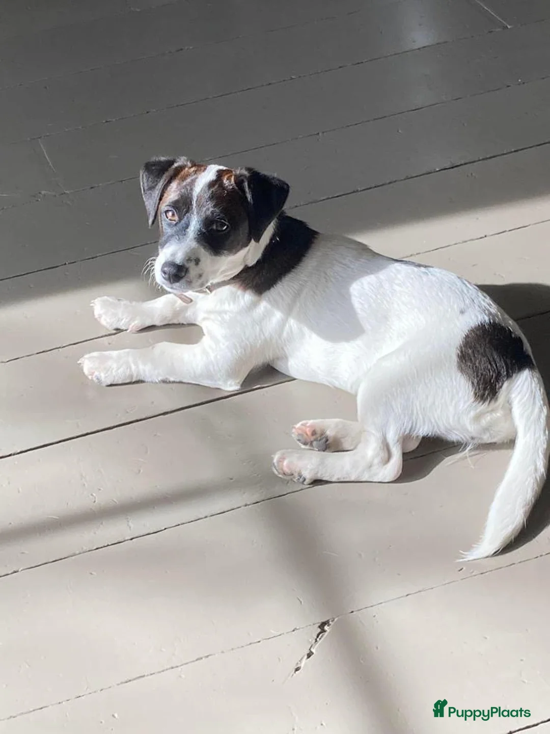 Jack Russel Terriër honden te koop: Laagbenige kortharige Jack Russell pups geboren - Advertentie 1