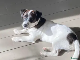 Jack Russel Terriër honden Laagbenige kortharige Jack Russell pups geboren - Advertentie 2