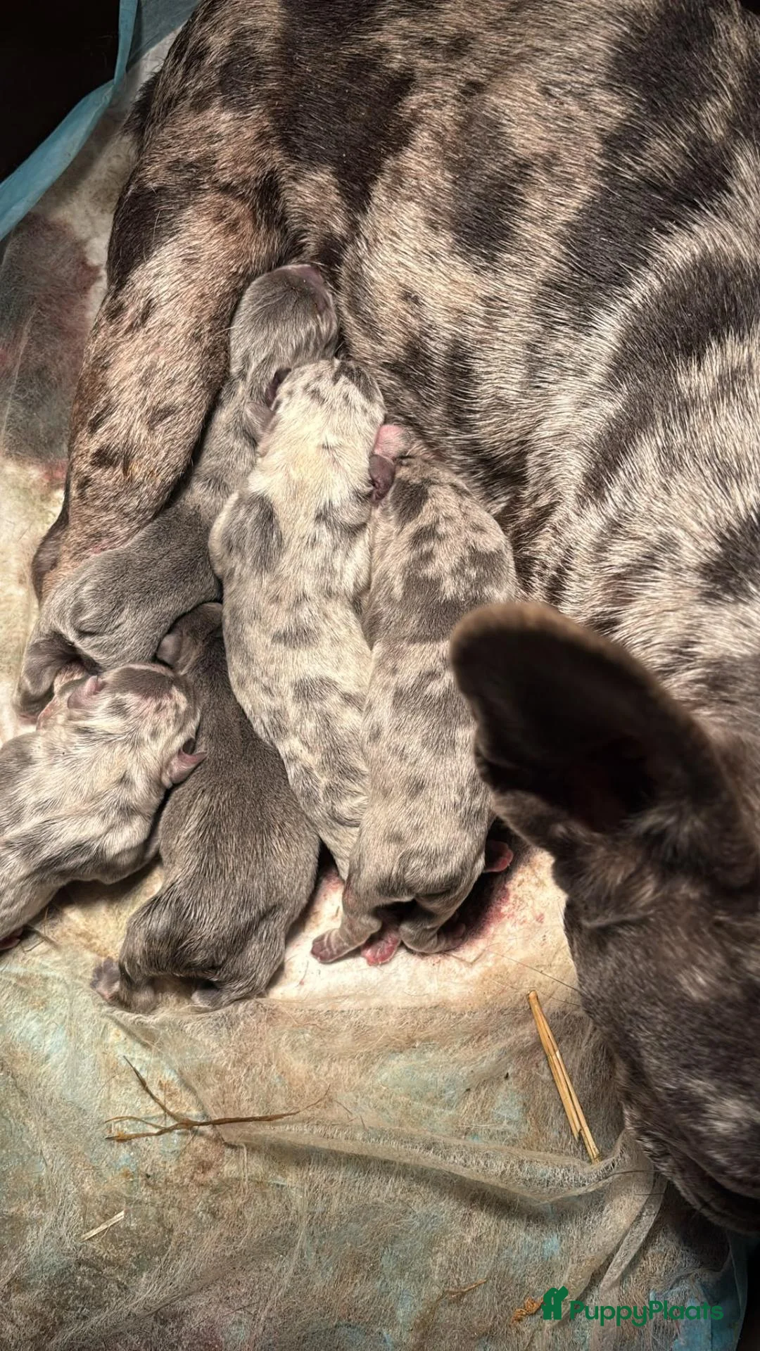 Franse Bulldog honden te koop: Franse bulldog pups wit blauw merle - Advertentie 2