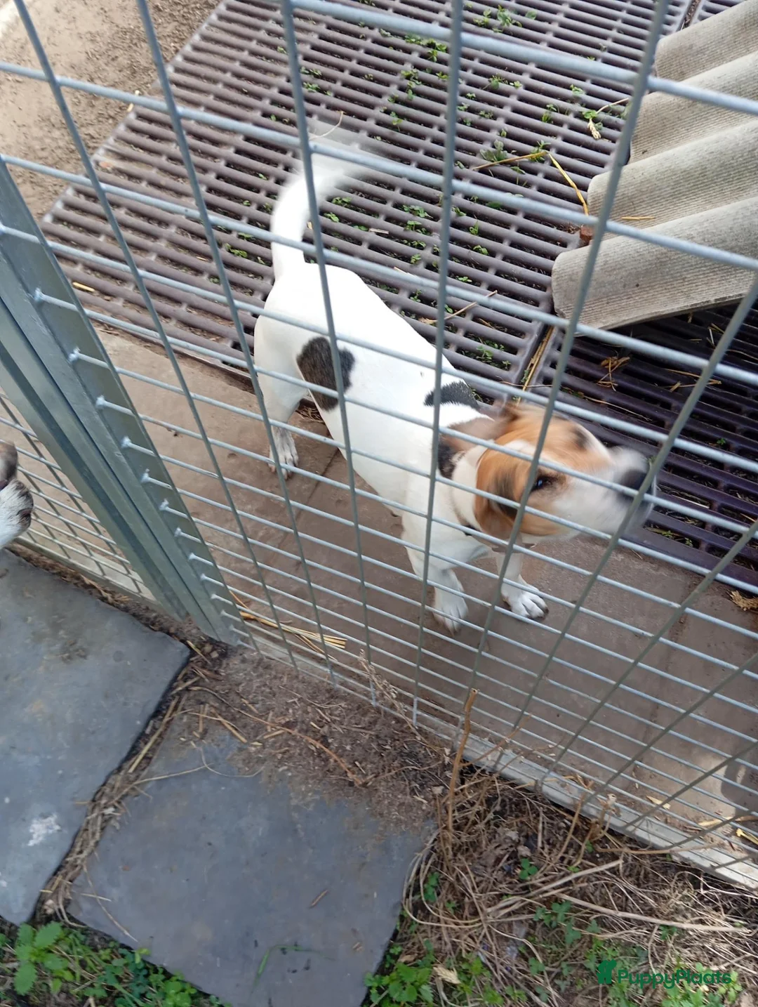 Jack Russel Terriër honden te koop: Boerderijpups jack russel reutjes - Advertentie 11