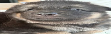 Shepsky 9