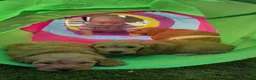 Cockapoo honden te koop: cockapoo pups - Advertentie 3