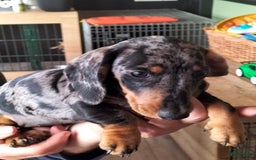 Teckel (korthaar)  honden te koop: Dwerg teckeltjes - Afbeelding 1